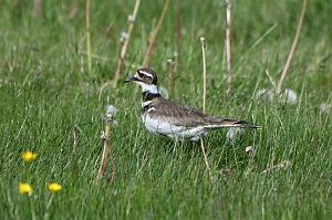 124 Killdeer, 2023-05161260 Tower Hill Botanic Garden, MA